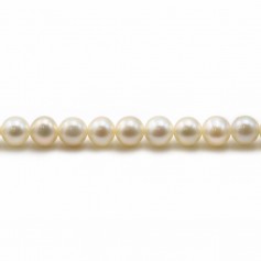 Perles de culture d'eau douce, blanche, ronde, 5mm x 40cm