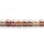 Perlas cultivadas de agua dulce, multicolor, redondas, 8-8,5mm x 40cm