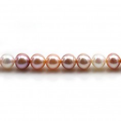 Perles de culture d'eau douce, multicolore, ronde, 8-8.5mm x 40cm