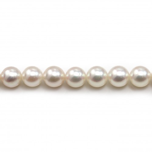 Perle coltivate giapponesi AKOYA, rotonde, 7-7,5 mm x 40 cm AA