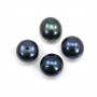 Perle de culture d'eau douce, semi-percée, bleu foncé, bouton, 10-10.5mm x 2pcs