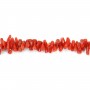 Tubo barroco coral vermelho natural x 50cm