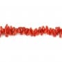 Tubo barocco in corallo rosso naturale x 50 cm