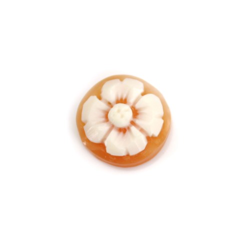 Cabochon Camée Conque cornaline rond fleur 10mm x 1pc
